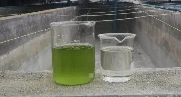 Algae harvesting centrifuge results showing concentrated algae cells